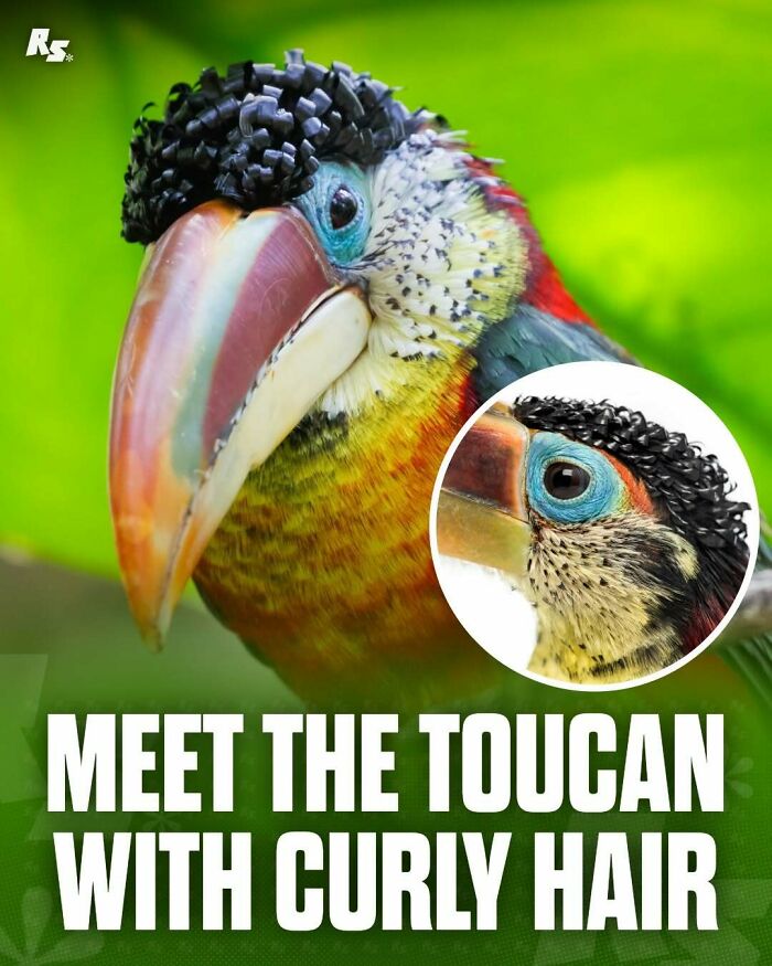 Nature's Funniest & Rarest Animal Pics That'll Totally Surprise You