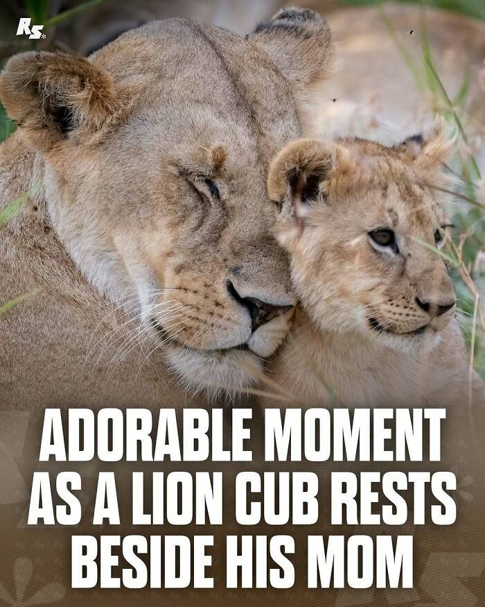 Nature's Funniest & Rarest Animal Pics That'll Totally Surprise You