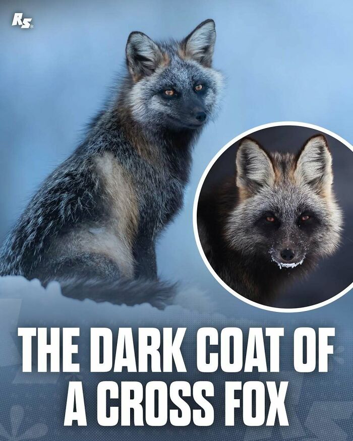 Nature's Funniest & Rarest Animal Pics That'll Totally Surprise You