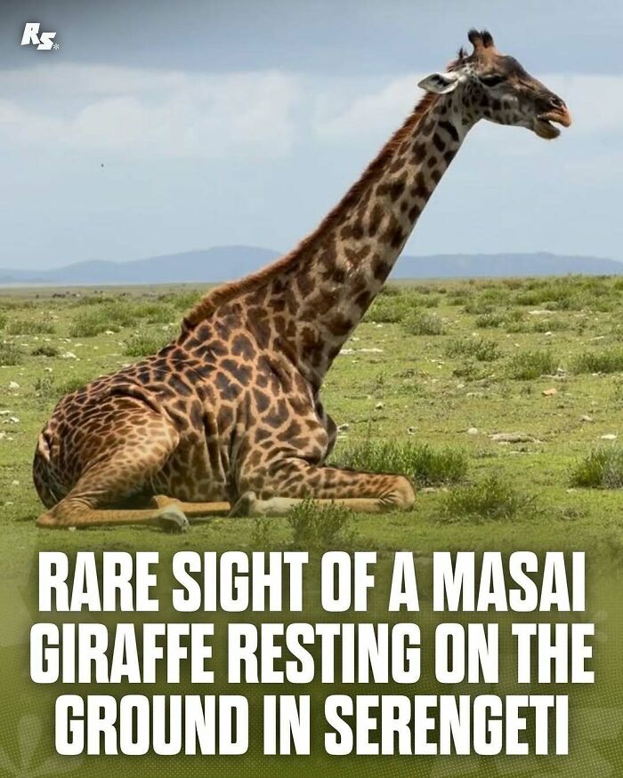 Nature's Funniest & Rarest Animal Pics That'll Totally Surprise You