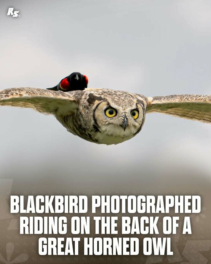 Nature's Funniest & Rarest Animal Pics That'll Totally Surprise You