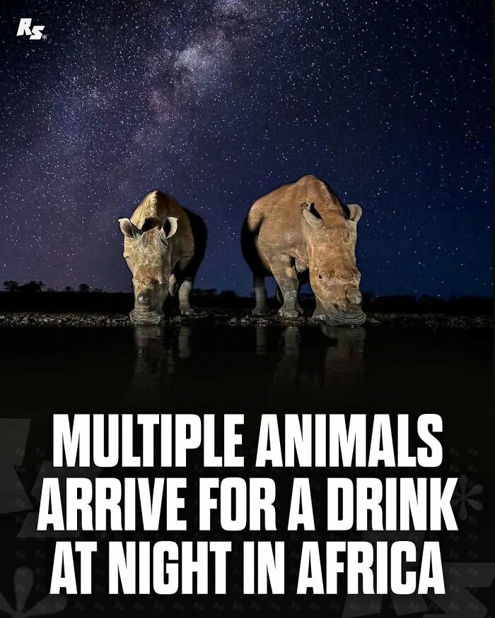 Nature's Funniest & Rarest Animal Pics That'll Totally Surprise You