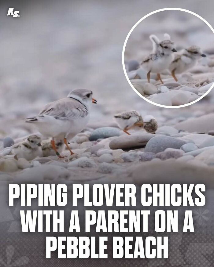 Nature's Funniest & Rarest Animal Pics That'll Totally Surprise You