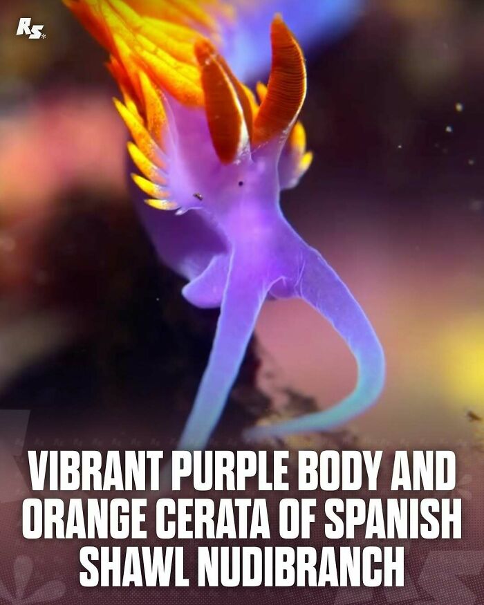 Nature's Funniest & Rarest Animal Pics That'll Totally Surprise You