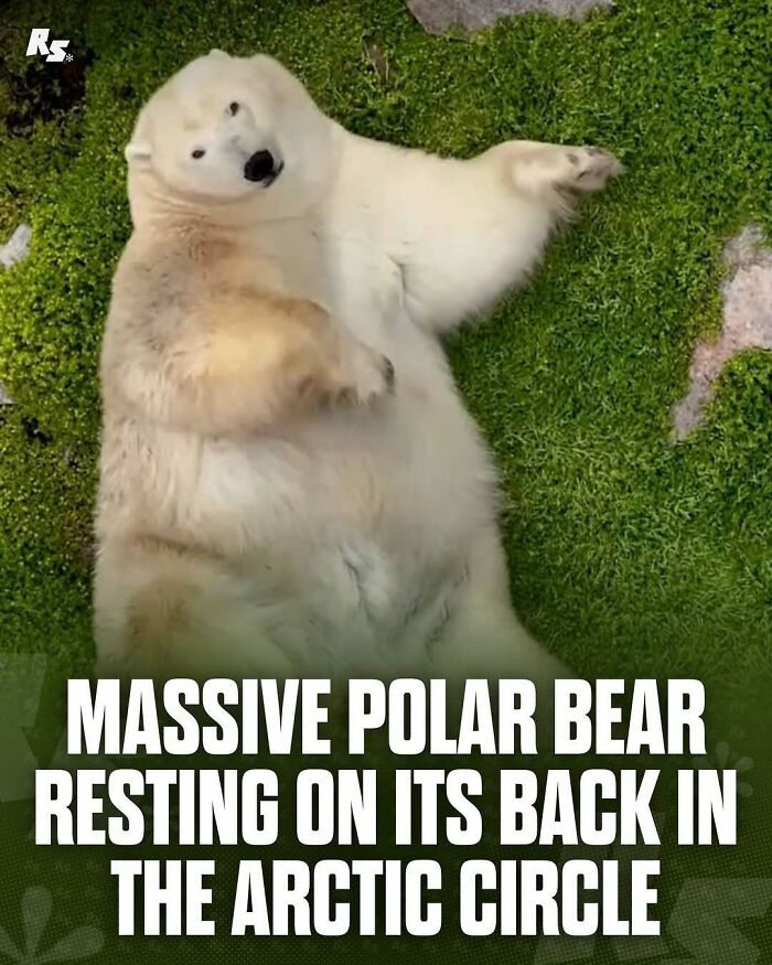 Nature's Funniest & Rarest Animal Pics That'll Totally Surprise You