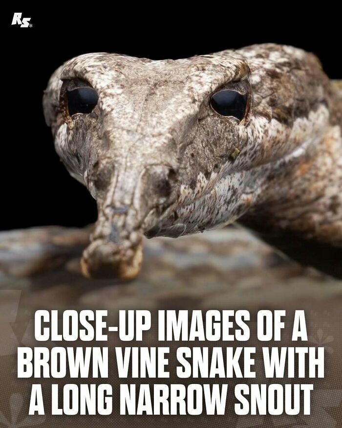 Nature's Funniest & Rarest Animal Pics That'll Totally Surprise You