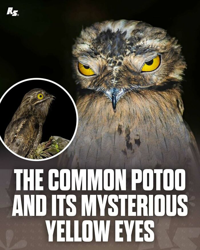 Nature's Funniest & Rarest Animal Pics That'll Totally Surprise You