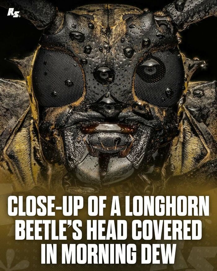 Nature's Funniest & Rarest Animal Pics That'll Totally Surprise You