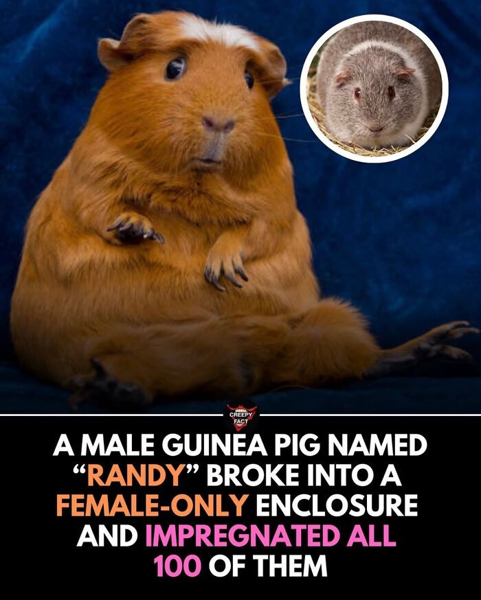 The Funniest and Most Heartwarming Dude Wins Ever Shared Online