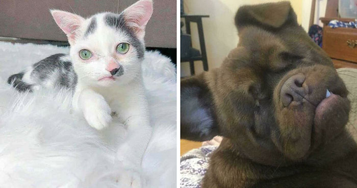 Wait Till You See These 41 Adorable Disabled Animals Who Totally Rock It