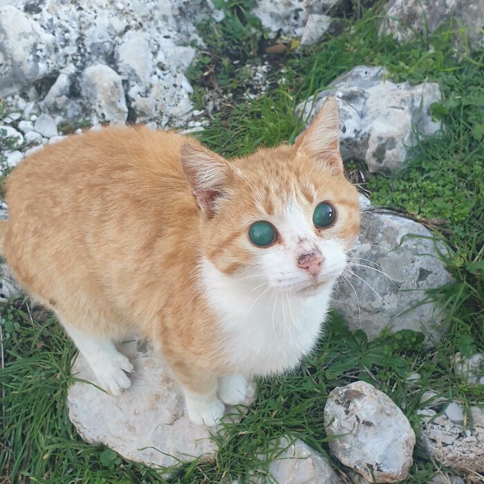 Meet the Super Friendly Blind Cat Discovered Hiking in Montenegro