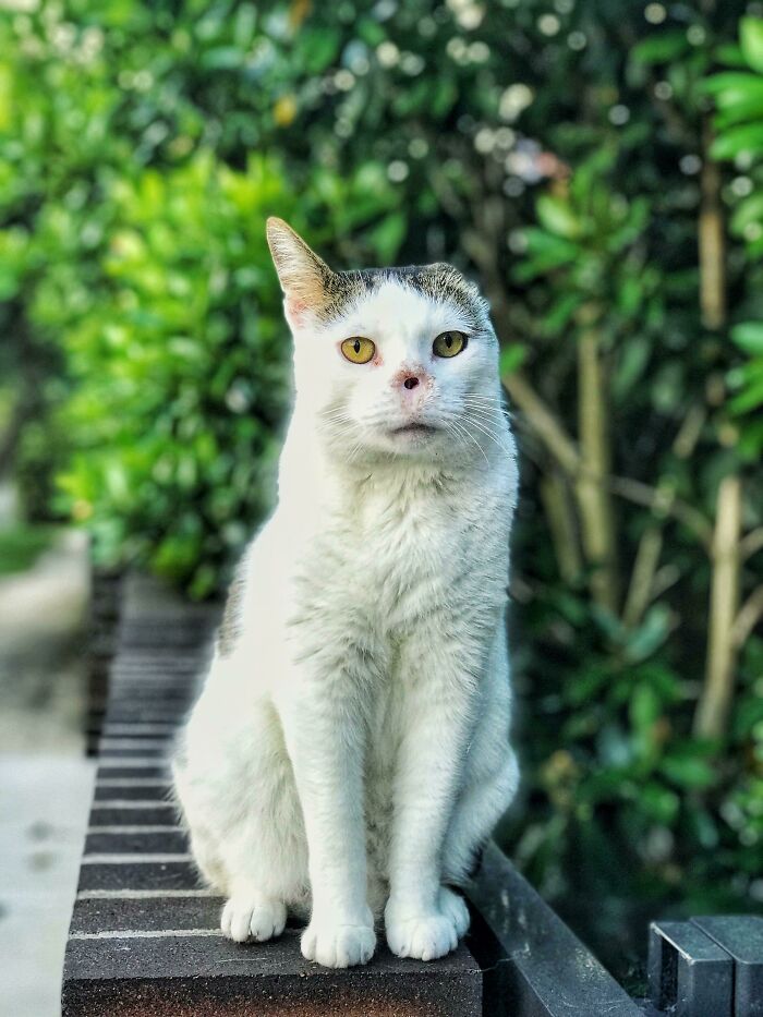 Voldemort the Neighborhood Cat: No Nose, Missing an Ear, 100% Friendly