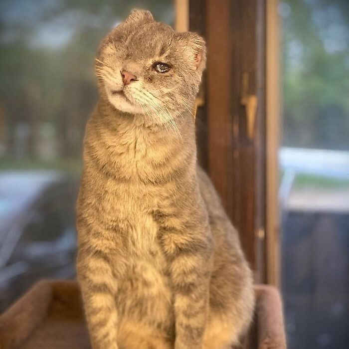 Say Hi to Milo, the Kitty from Furball Farm Who’s All About Second Chances