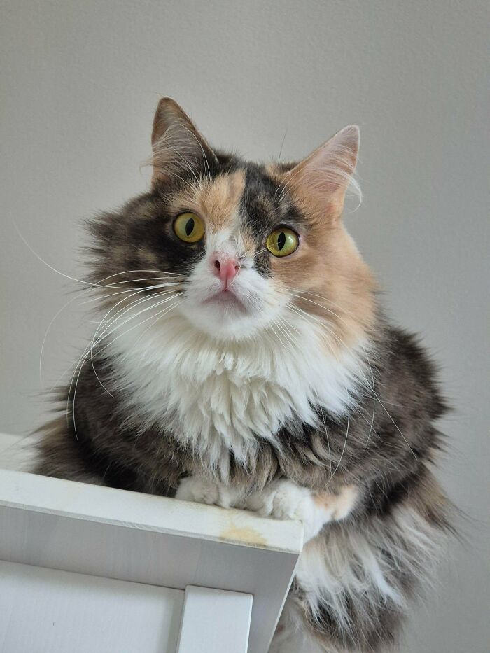 Our Superstar Cat with an Extra Chromosome