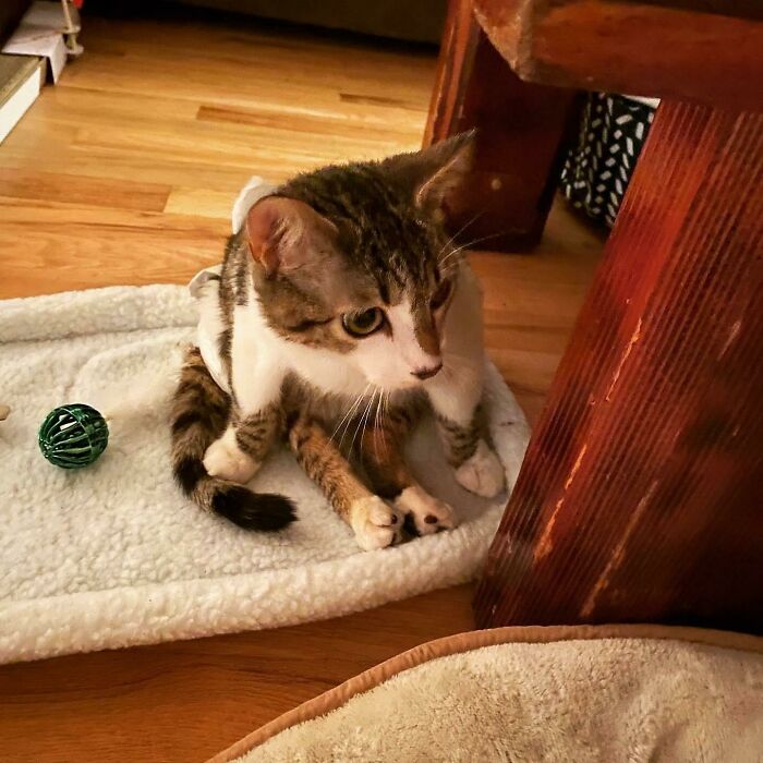 Paralyzed But Pampered: Found with a Bullet, Now Living the Good Life