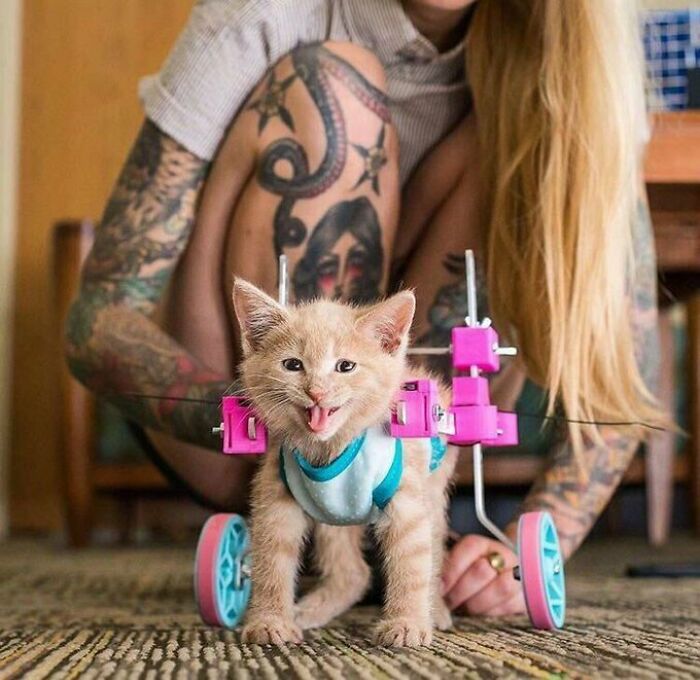 Chloe the Paralyzed Kitten is Rocking Her 3D-Printed Wheelchair and Loving Life