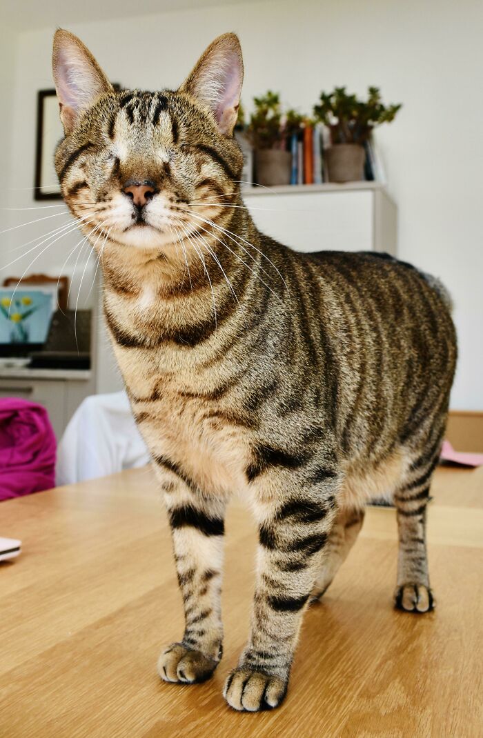 Say Hello to Dmitri, the 2-Year-Old Blind Tabby Rescue from Greece