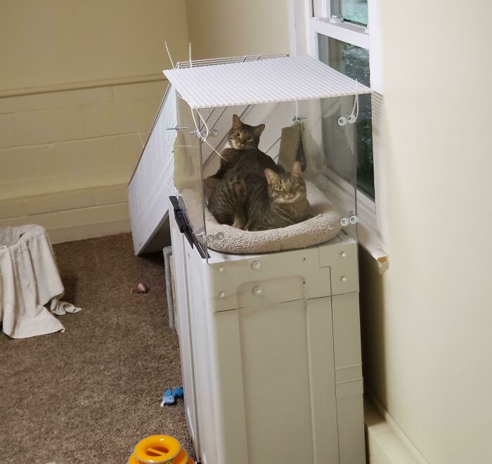 Meet Scooter and Charley, Two Cool Cats Who Rock Their Unique Walks