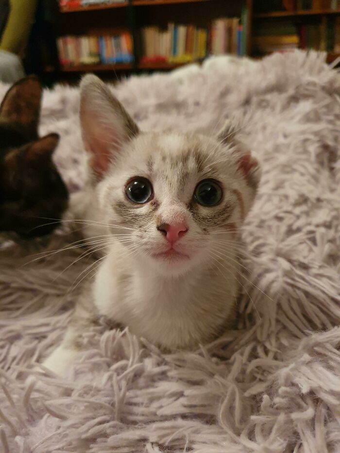 Daisy the Kitten: The One Nobody Adopted Because of Her Ear (But Look at Her Now!)
