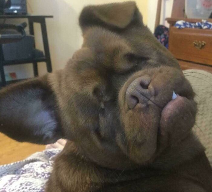 Tommy the Chug: A Dog Who’s Got the Cutest Face Ever