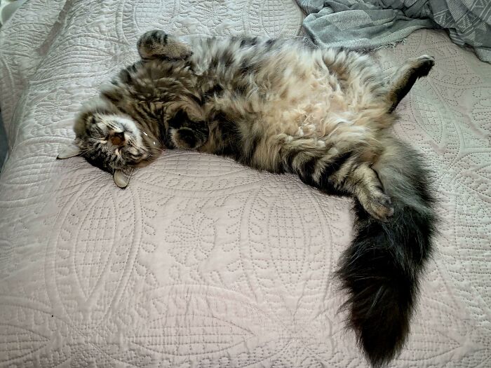 Born Without One Paw But Totally Living the Dream