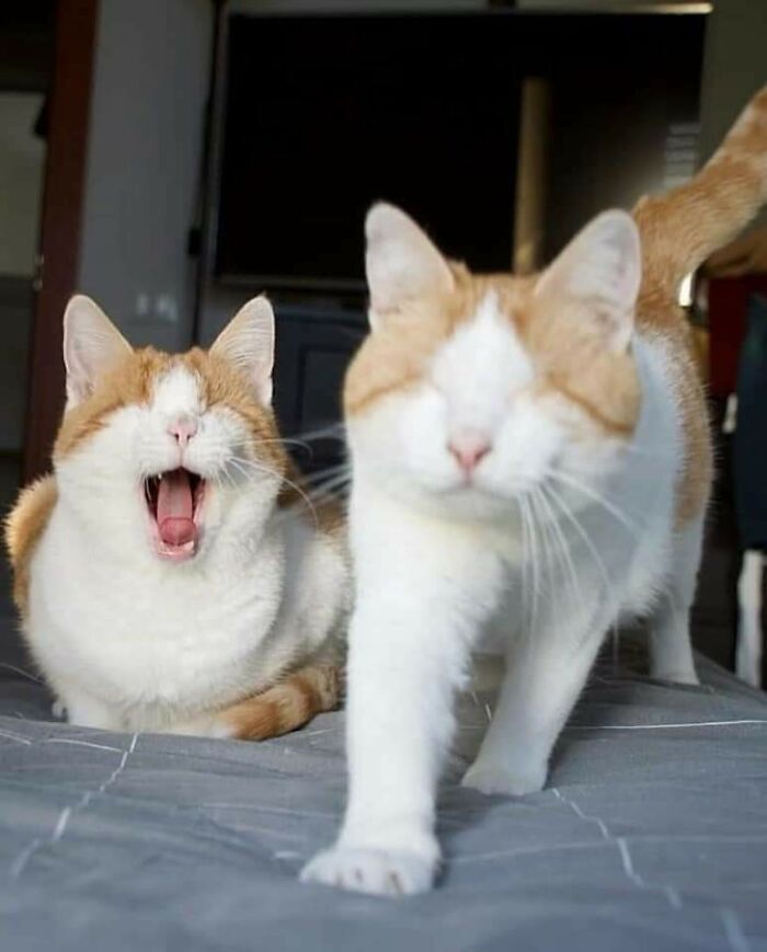 Blind But Full of Love: These Animals Prove It’s All About Heart