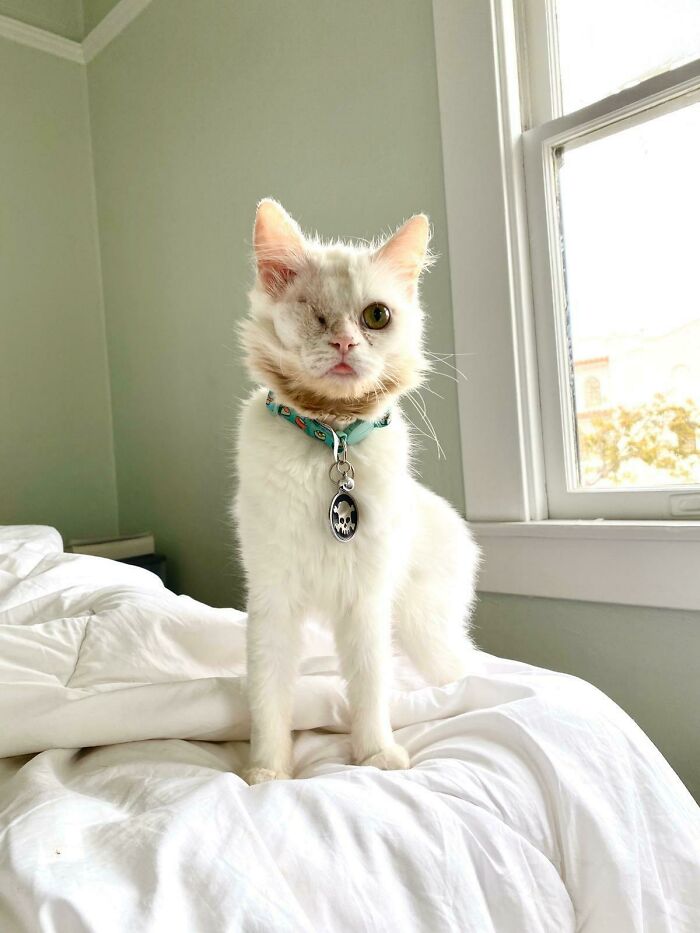 Morning Blep from Rescue Kitty Mosi—Start Your Day the Cute Way
