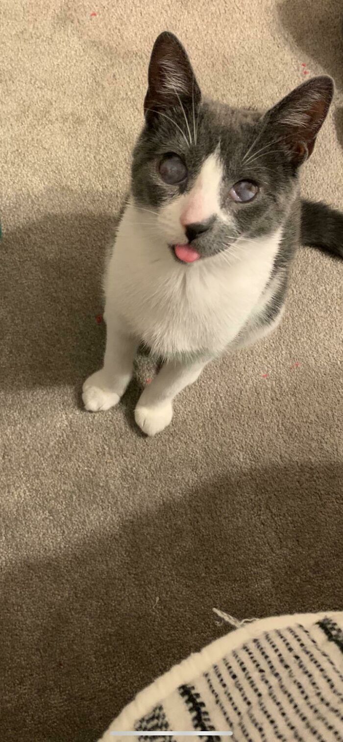 Meet Turtle, the Blind Cat Who Found a New Home and a Big Heart