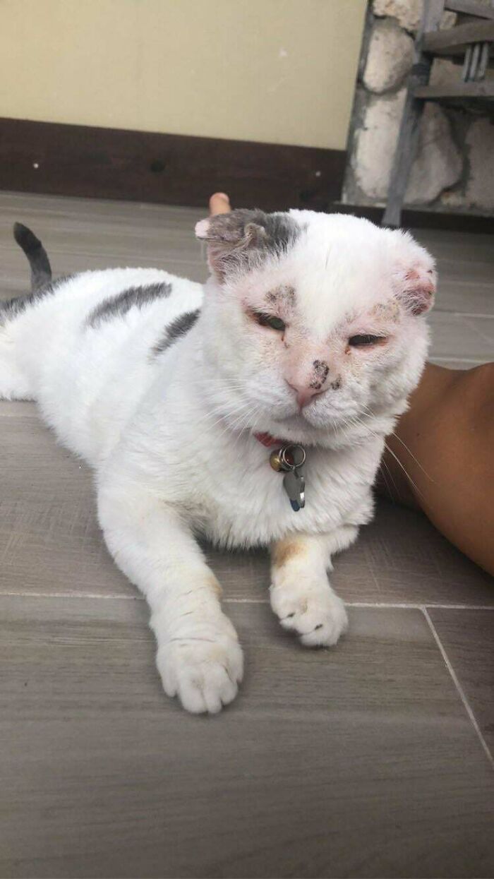 Bill’s Had a Rough Ride But Now He’s All Snuggles and Love in His Forever Home