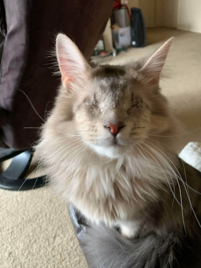 Avocado Just Got Adopted and She’s Ready to Take Over the World