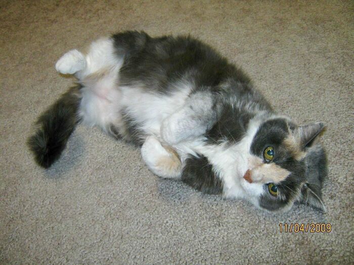Throwback Time: Meet Tripaw’d Annabelle, One of My Childhood Kitties