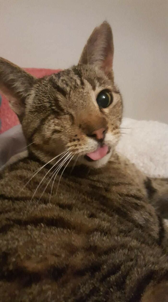 A Special Blep for a Super Special Cat