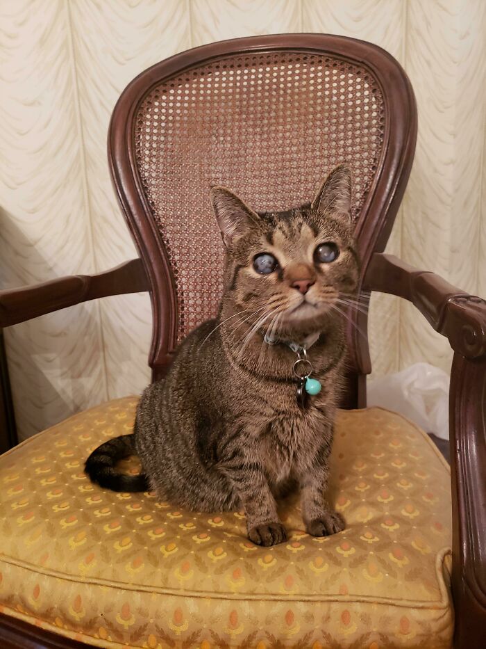 Here’s Pansy, My Mostly Blind Rescue Cat Sitting on Her Throne Like a Queen