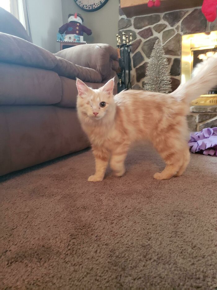 One-Eyed Rudy Found His Forever Home and Hasn’t Stopped Purring Since!