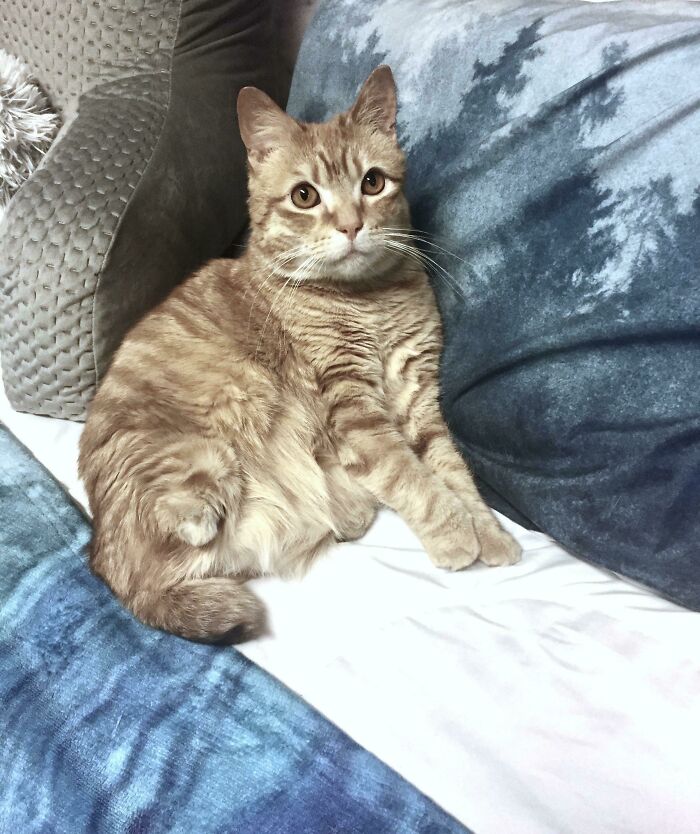 Love at First Nub: Meet My Special Two-Legged Ginger Boy