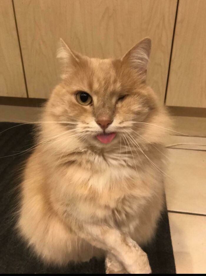 One-Eyed Blep Alert! Prepare to Smile