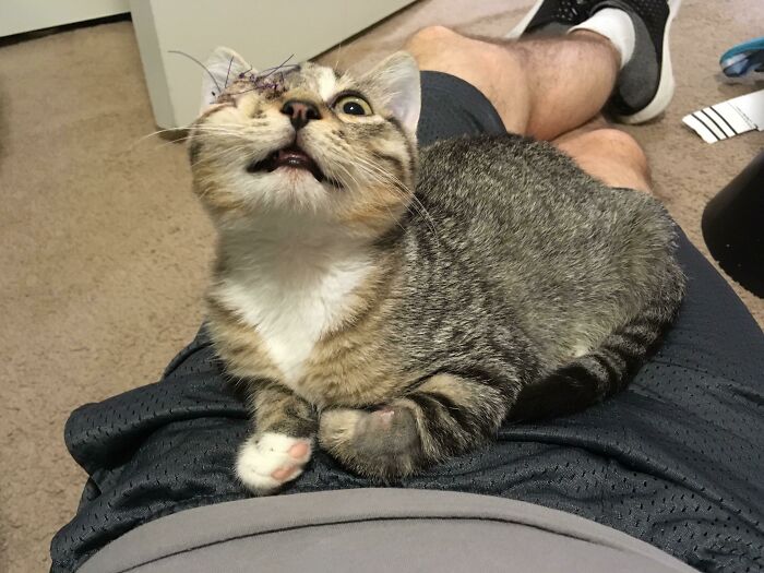 Hank's Official Pirate Kitty Look – Coming Down Off Pain Meds Like a Champ