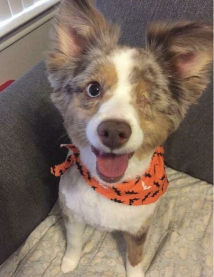 One-Eyed Cutie Alert: Can’t Stop Looking at This Face