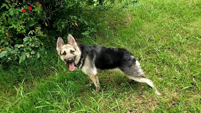 Ailbhe’s Short Spine Syndrome? No Problem! She’s Still a Frog-Chasing Pro