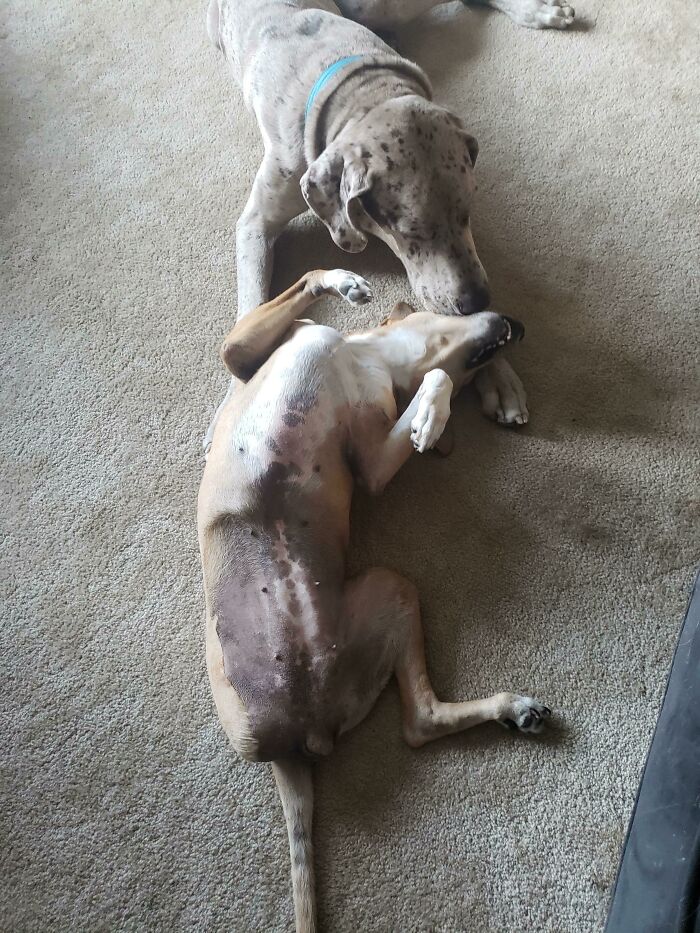 Great Dane Meets Disabled Rescue for Playdate Goals