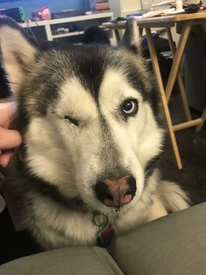 Wait Till You See These 41 Adorable Disabled Animals Who Totally Rock It