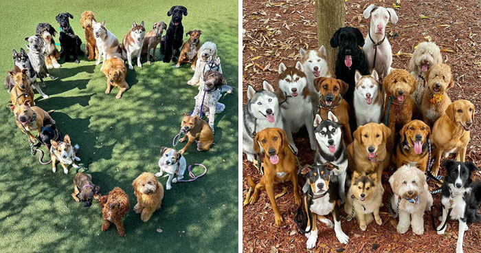 Wait, They Actually Got Dozens of Dogs to Sit Still for These Perfect Group Photos?!