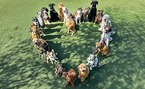Wait, They Actually Got Dozens of Dogs to Sit Still for These Perfect Group Photos?!