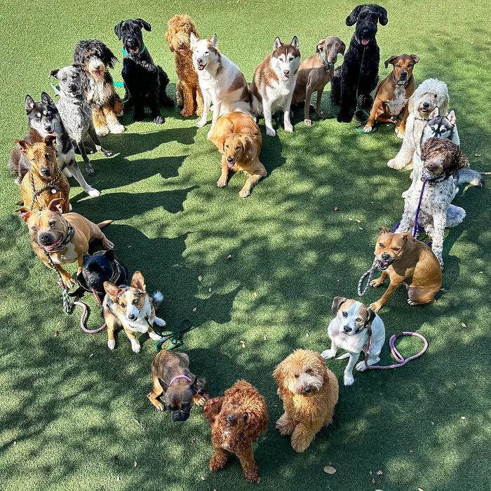 Wait, They Actually Got Dozens of Dogs to Sit Still for These Perfect Group Photos?!
