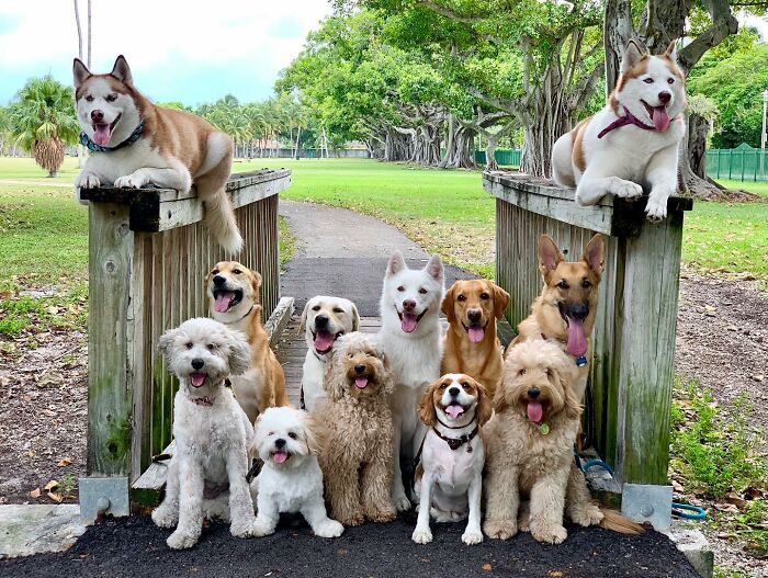 Wait, They Actually Got Dozens of Dogs to Sit Still for These Perfect Group Photos?!