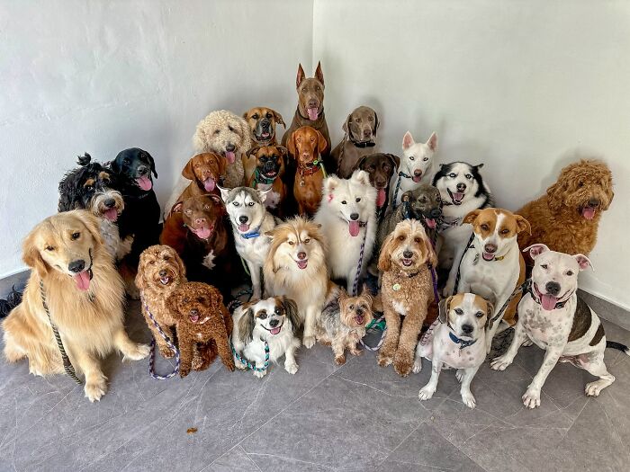 Wait, They Actually Got Dozens of Dogs to Sit Still for These Perfect Group Photos?!