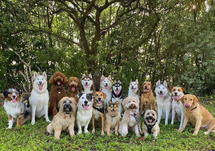 Wait, They Actually Got Dozens of Dogs to Sit Still for These Perfect Group Photos?!