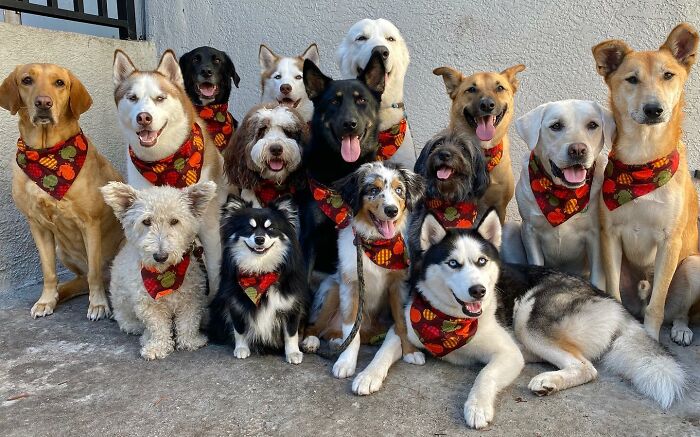 Wait, They Actually Got Dozens of Dogs to Sit Still for These Perfect Group Photos?!