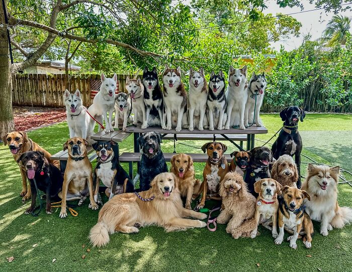 Wait, They Actually Got Dozens of Dogs to Sit Still for These Perfect Group Photos?!