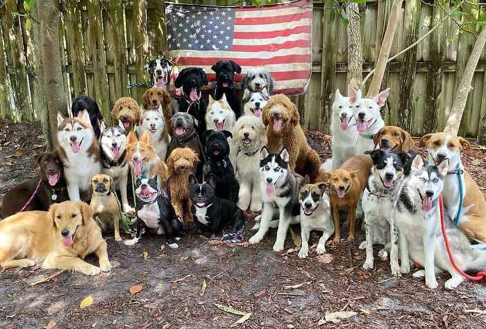 Wait, They Actually Got Dozens of Dogs to Sit Still for These Perfect Group Photos?!